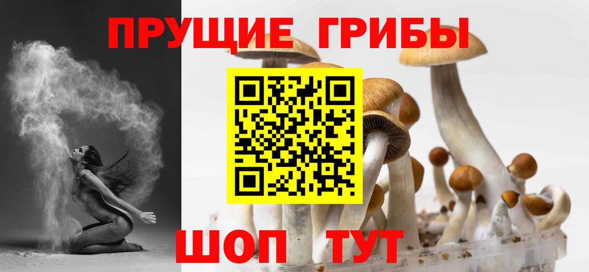 Псилоцибиновые грибы Psilocybe Соликамск